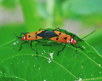 Close-up of butterfly perching on leaf