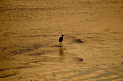 Bird on shore