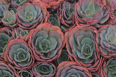 Full frame shot of succulent plants