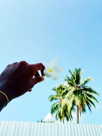 Midsection of person holding flowering plant against blue sky