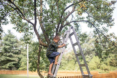 Boy climbing ladder to harvest pears at farm