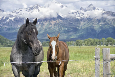 Horses on grassy field against snowcapped mountains