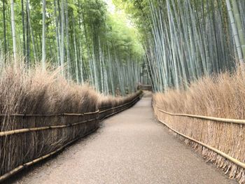 Footpath amidst trees in forest