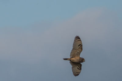 Low angle view of eagle flying in sky