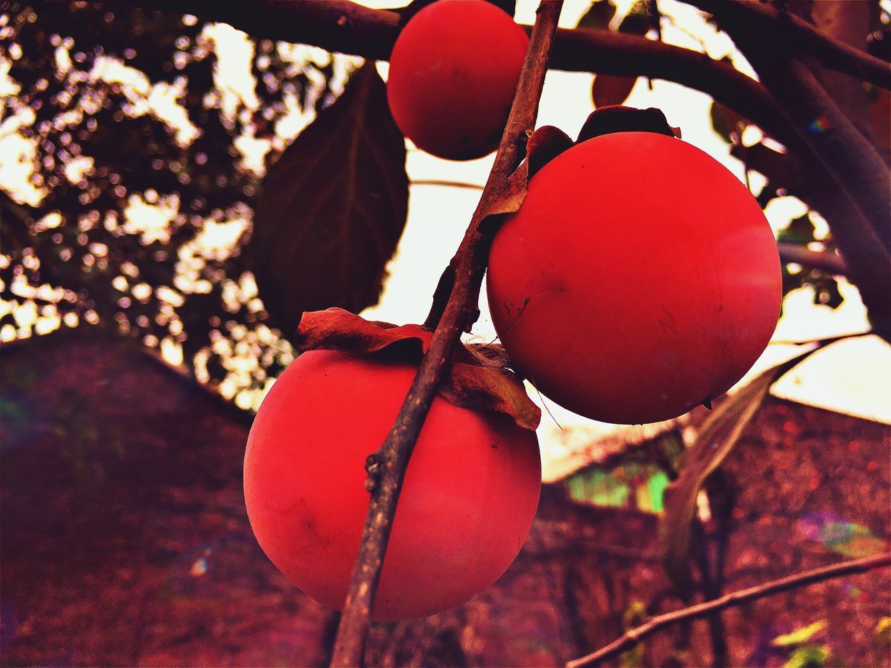 red, food and drink, fruit, healthy eating, food, freshness, close-up, hanging, day, rose hip, no people, persimmon, outdoors, tree