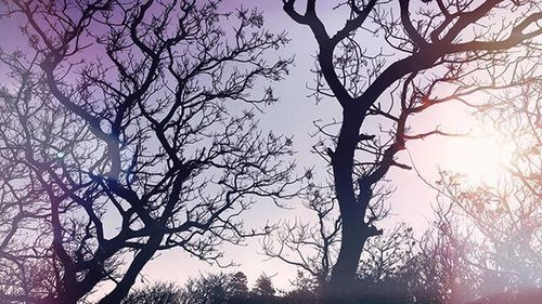 Low angle view of bare trees against sky