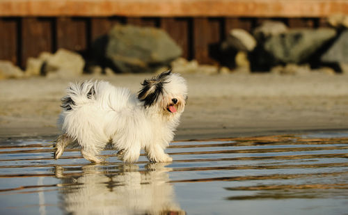 Dog enjoying at beach