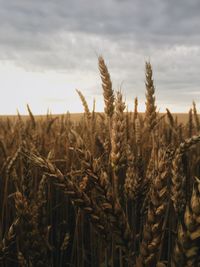 Close-up of wheat field against sky during sunset