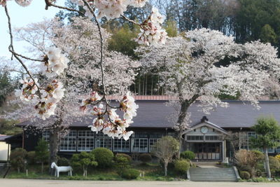 Cherry blossom tree by building