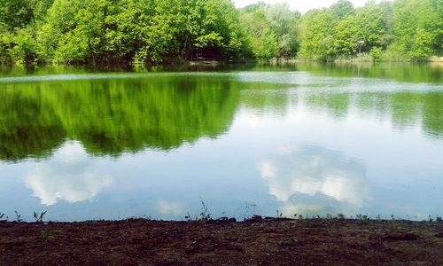 Reflection of trees in lake