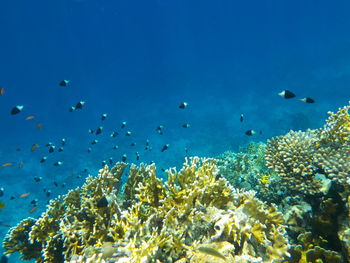 View of fish swimming underwater