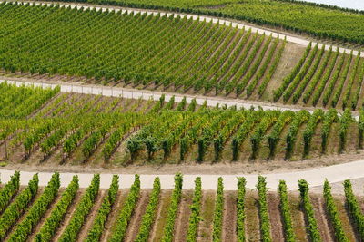 High angle view of vineyard