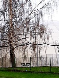 Bare trees on field against sky