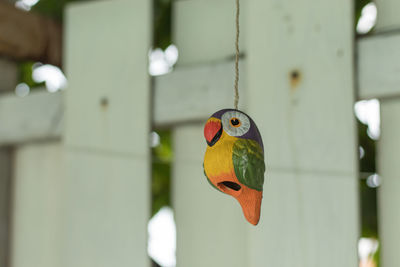 Close-up of parrot hanging from bird