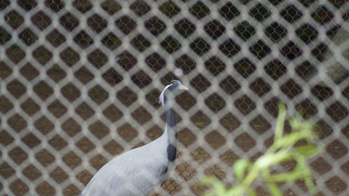 Close-up of peacock