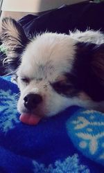 Close-up portrait of a dog
