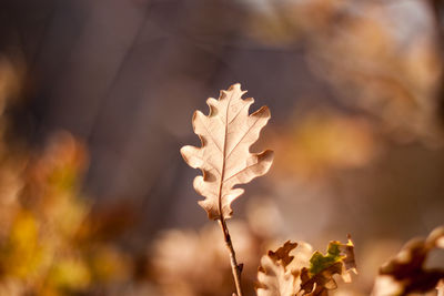 Close-up of dry maple leaves against blurred background