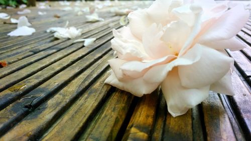 Close-up of white rose on table