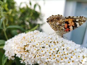 Close-up of butterfly pollinating on flower