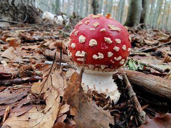 Close-up of fly agaric mushroom on field