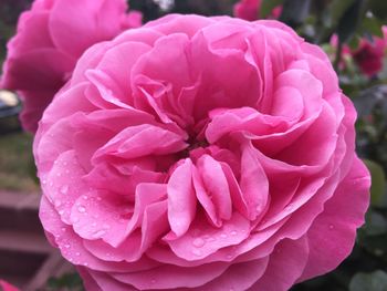 Close-up of pink flowers blooming outdoors