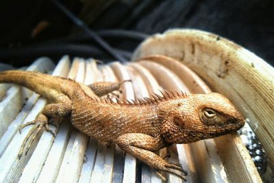 Close-up of an animal