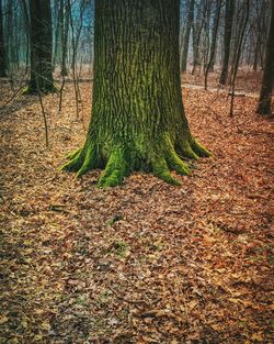 Trees in forest