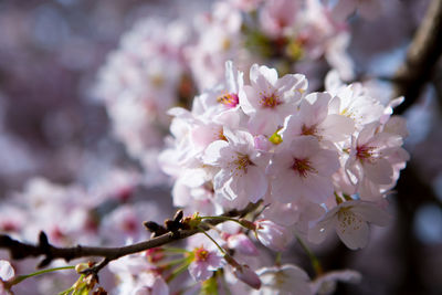 Close-up of cherry blossoms