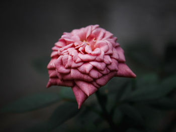 Close-up of pink rose