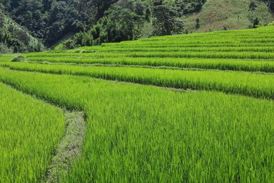 Scenic view of agricultural field