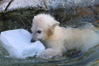 High angle view of bear swimming in water