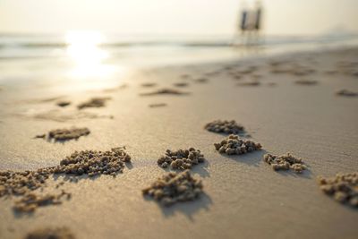 Close-up of crab on beach against sky during sunset