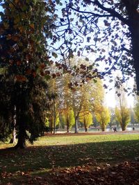 Trees in park during autumn