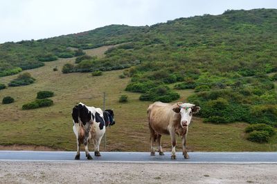 Cows grazing on road against sky