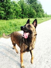 View of a dog on the road