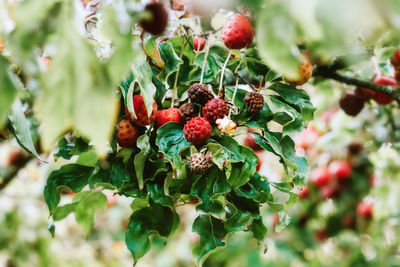 Close-up of berries growing on tree