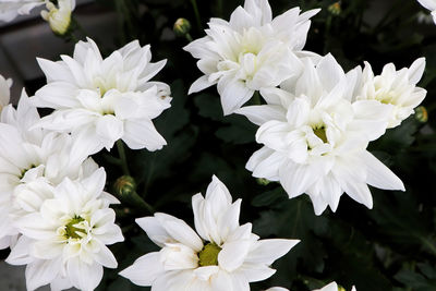 Close-up of white flowering plants in garden