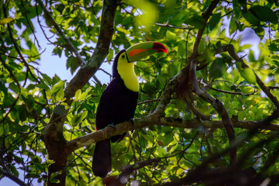 Low angle view of bird perching on tree