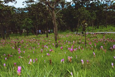 View of flowering plants on field