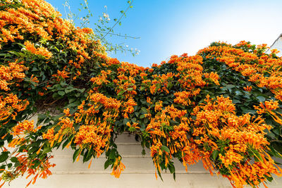 View of orange flowering tree against sky