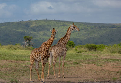 Giraffe in the nature reserve in hluhluwe national park south africa