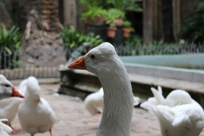 Close-up of birds