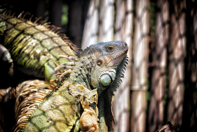 Close-up of a lizard