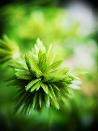 Close-up of pine cone on plant