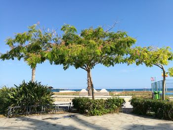 Trees by sea against clear blue sky