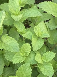 Full frame shot of green leaves