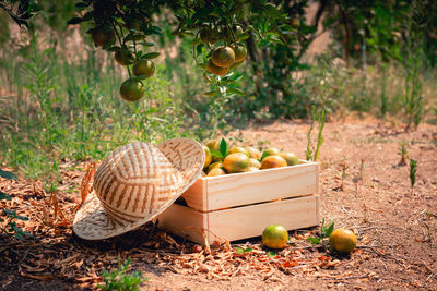 Fruits in basket on field