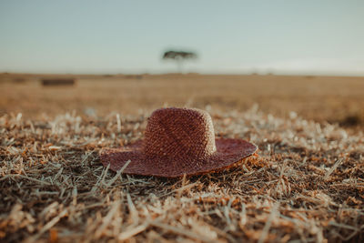 Close-up of dry grass on field