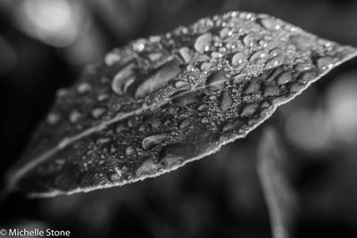 Close-up of wet leaf