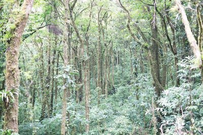 Trees in forest